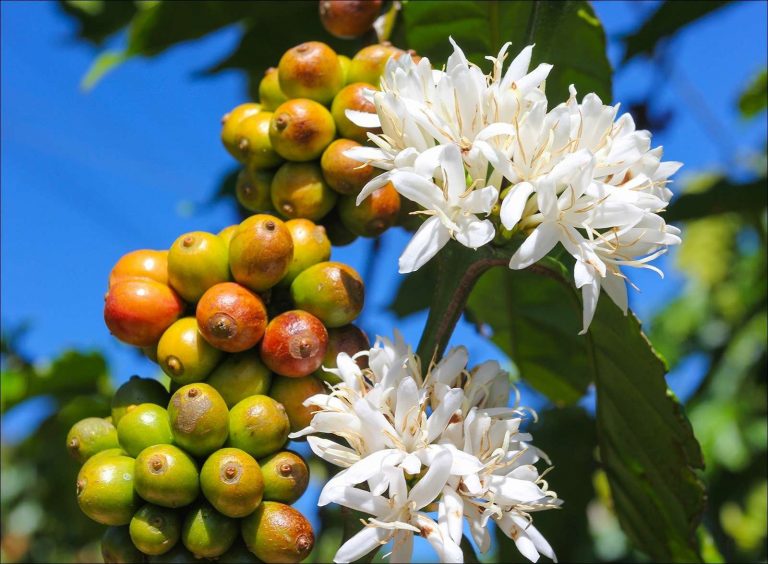 About-Coffee-Plantشجرة البن
